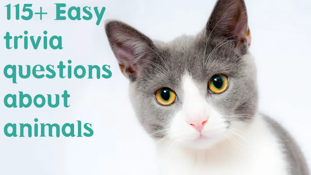 119+ Easy trivia questions about animals