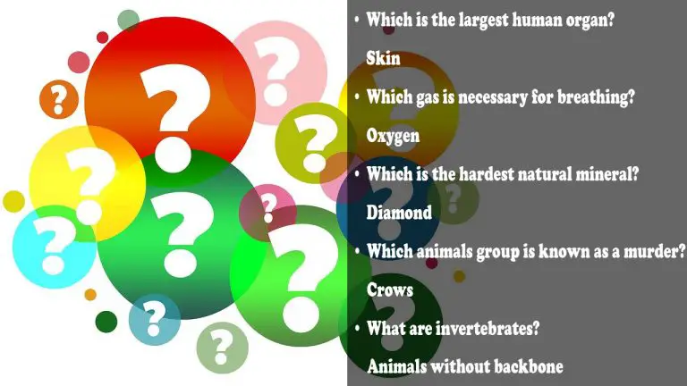 110+ 5th Grade Trivia Questions And Answers [For Students]