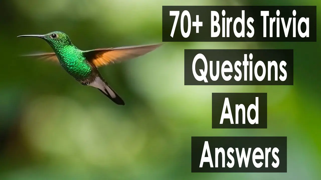 70+ birds trivia questions and answers