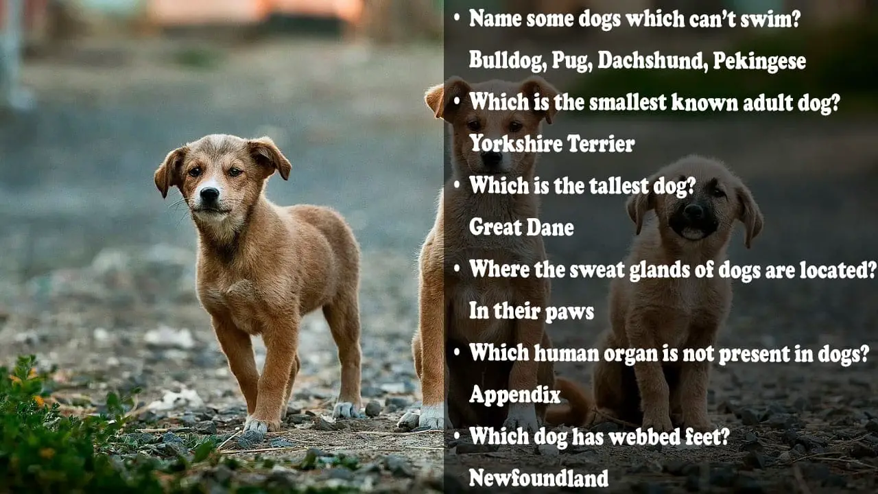 Dog trivia questions