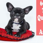 60+ dog trivia questions and answers [Types+History]