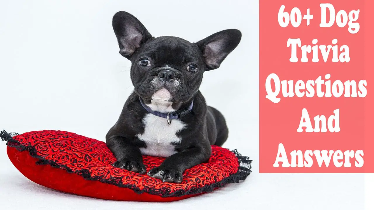 60 Dog Trivia Questions And Answers Types History