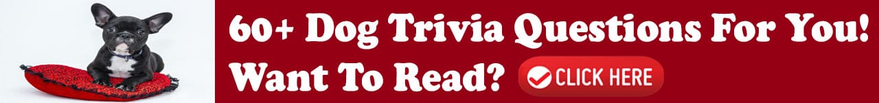 70 Cat Trivia Questions And Answers All Types