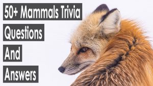 Mammals Trivia Questions