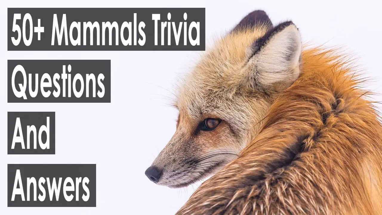 55+ Mammals Trivia Questions and Answers [All Types-2023]