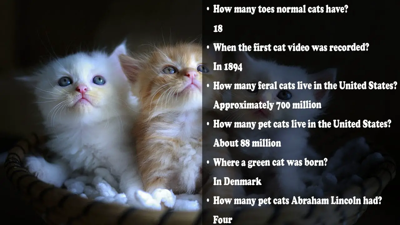 70 Cat Trivia Questions And Answers All Types