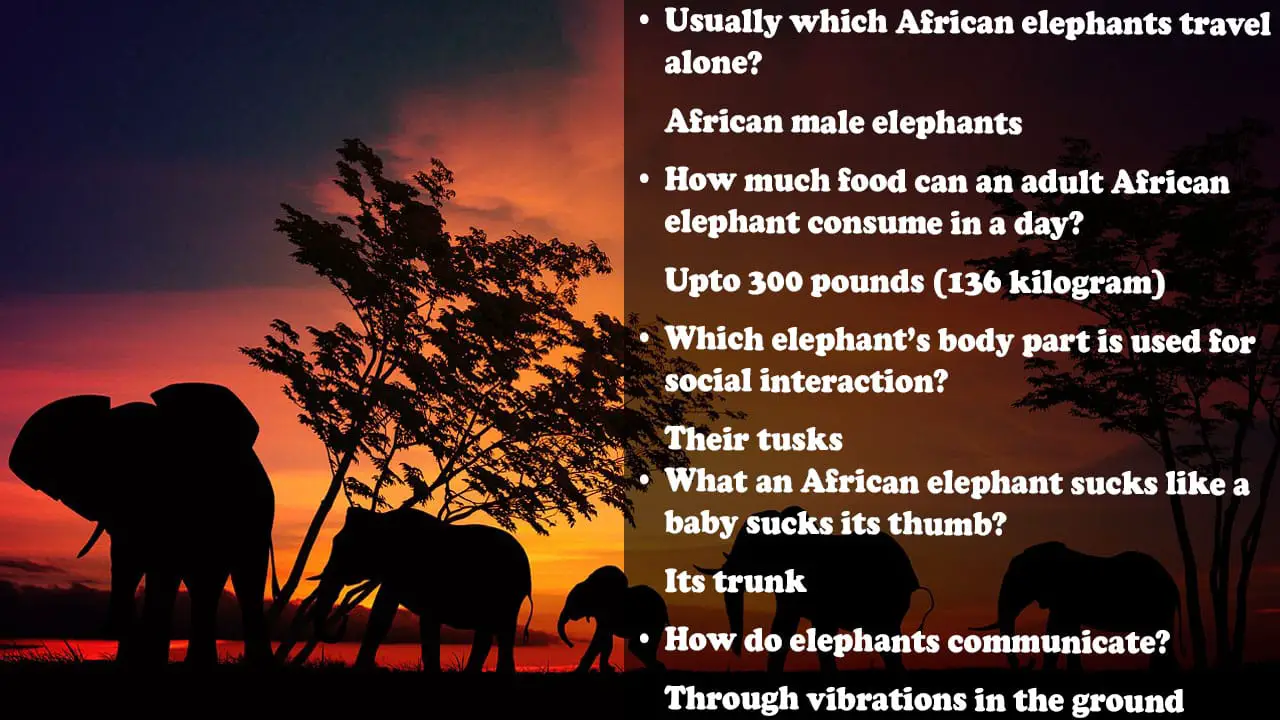 elephant trivia question