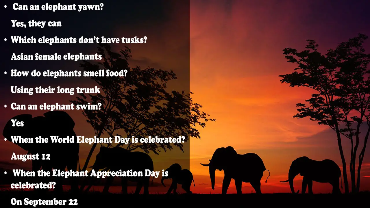 elephant trivia questions