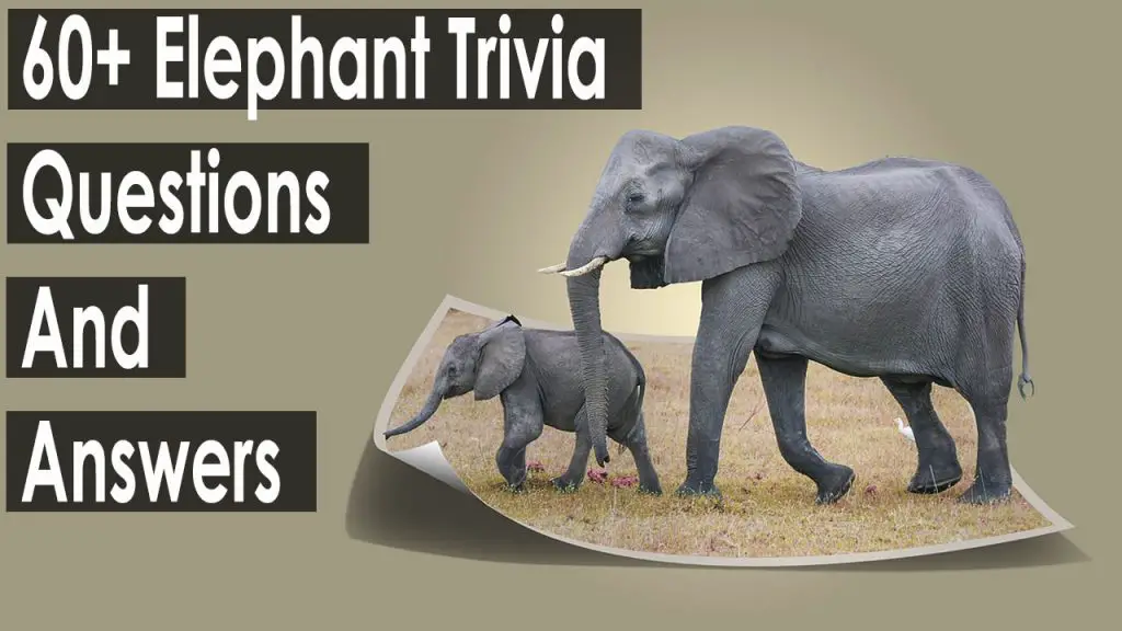 75+ Elephant Trivia Questions and Answers 2024 [Updated]