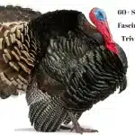 60+ Surprising and Fascinating Turkey Trivia Questions.
