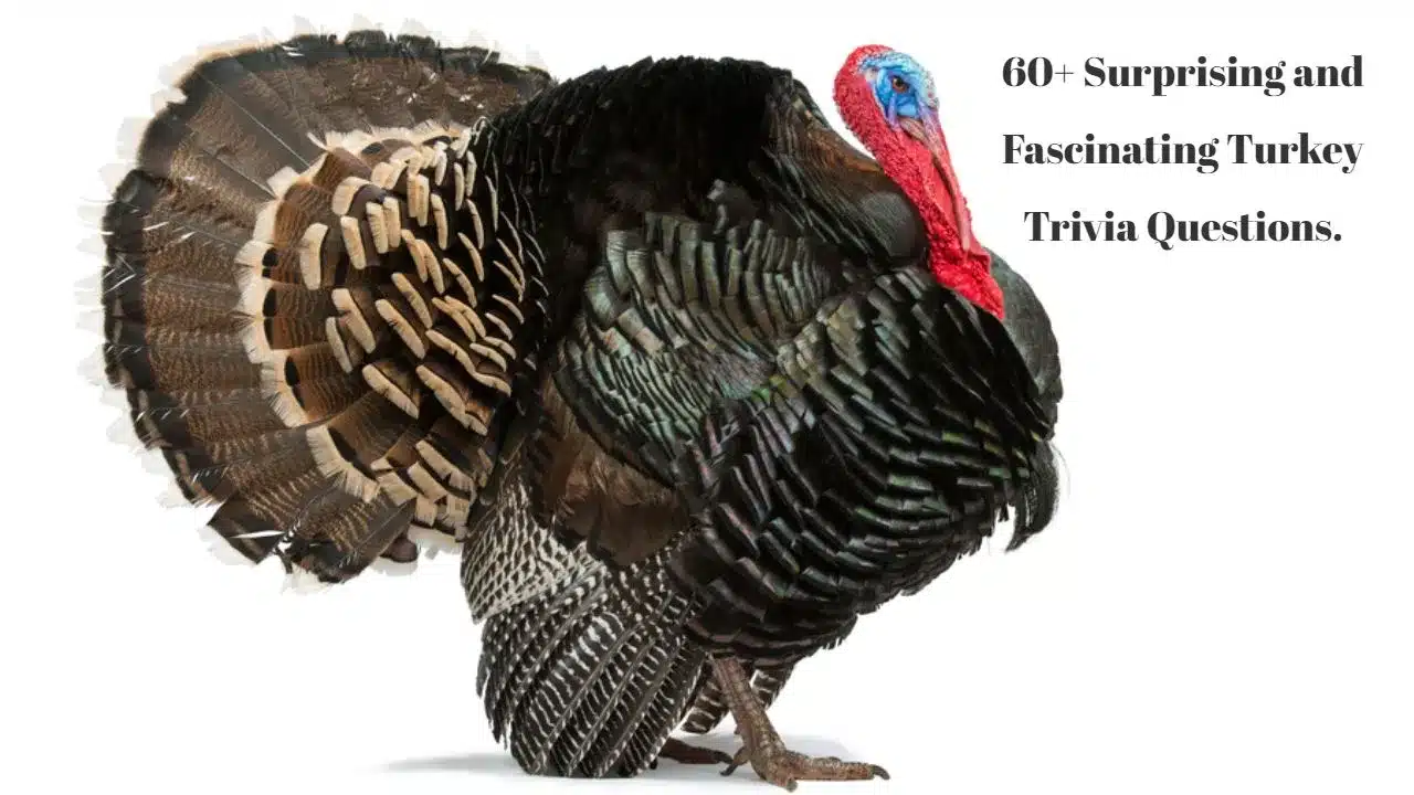 Turkey Trivia