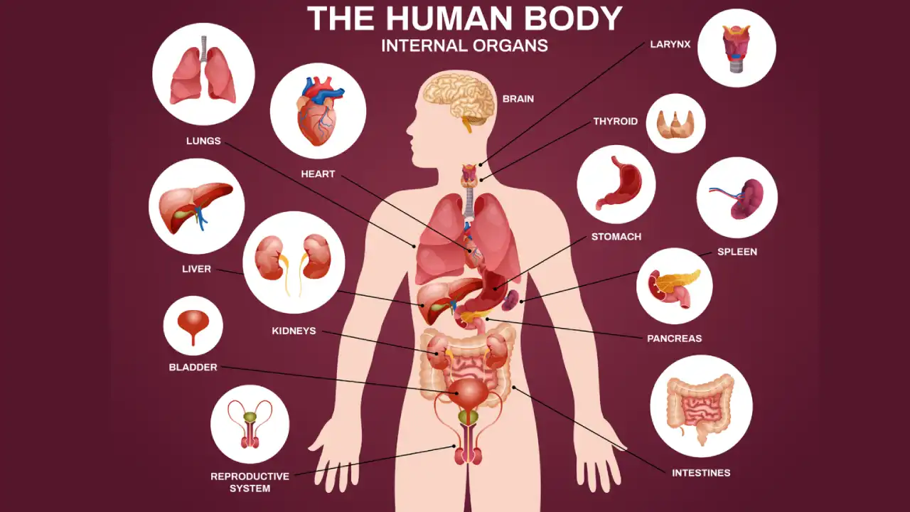 Science Questions About the Human Body and Medicine