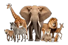 animal-trivia
