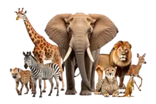 animal-trivia